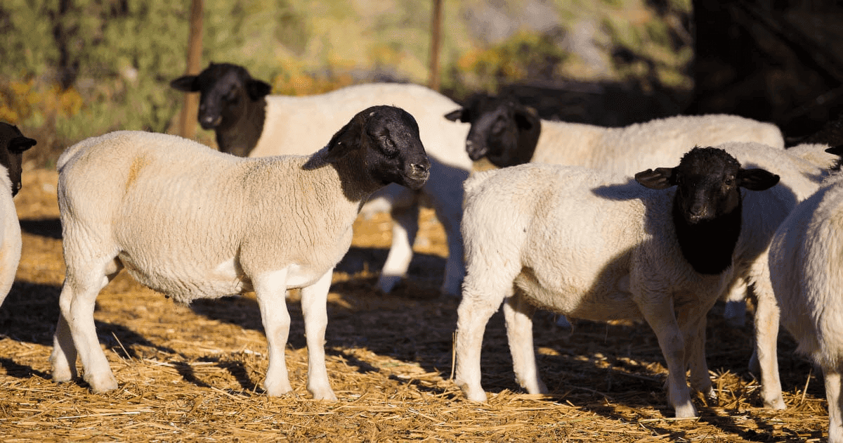 Dorper Sheep Breeding Pair