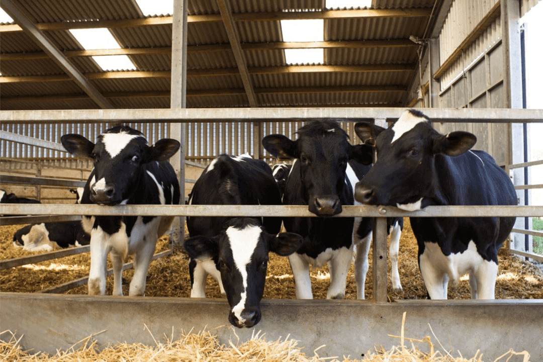 Holstein Heifers (Group of 5)